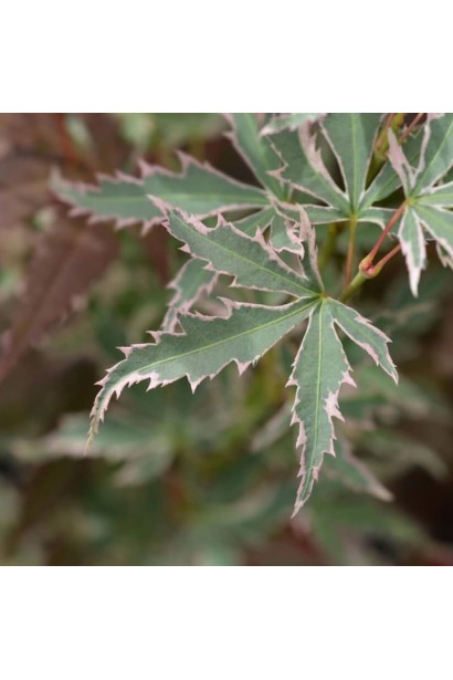 Клен Баттерфляй догляд